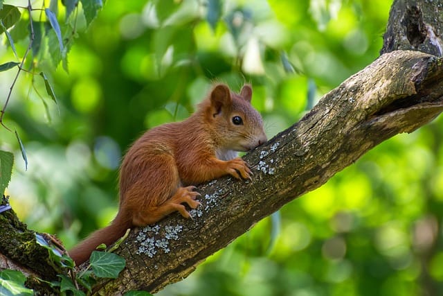 Eekhoorn vastgelegd met de MasonPro WildCamera in het bos – voorbeeld van haarscherpe beeldkwaliteit bij natuurobservatie