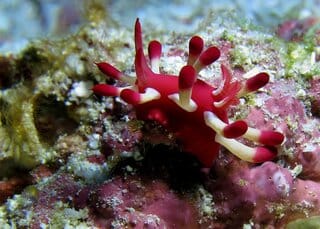Onderwaterfotografie voor beginners